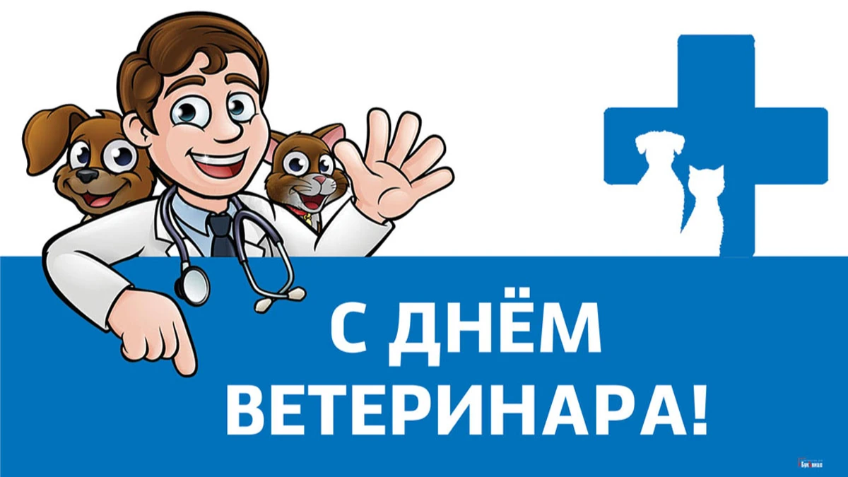 С днем ветеринара картинки