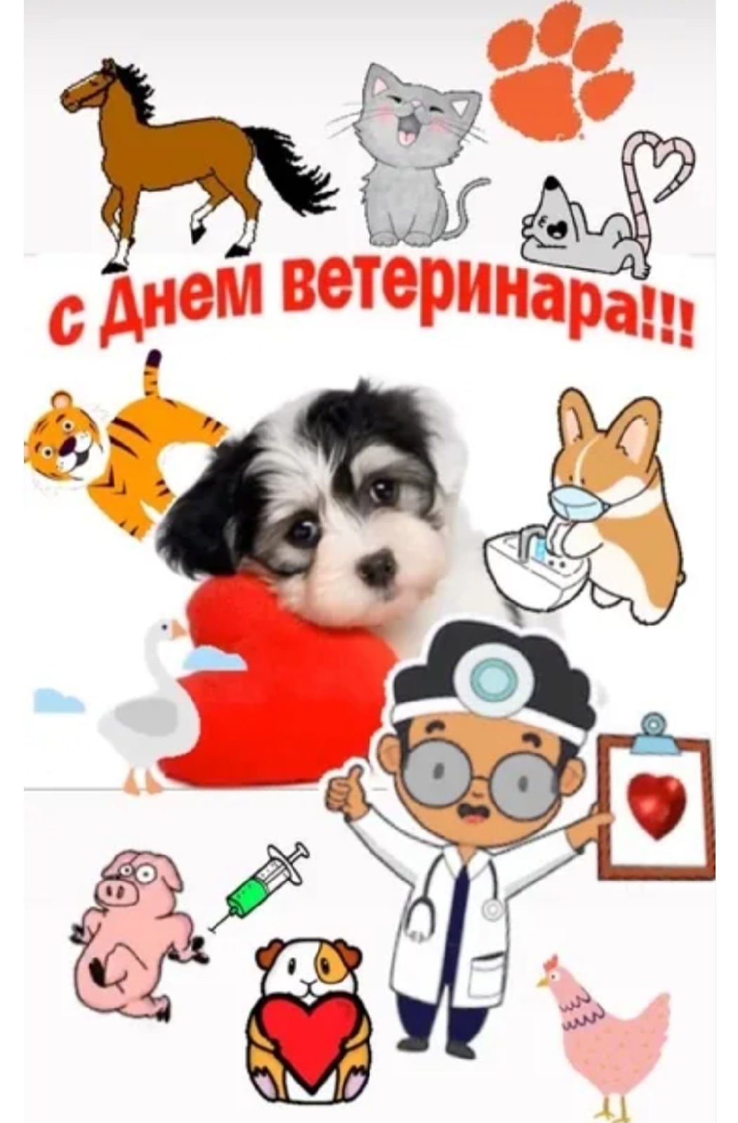 Картинки к дню ветеринара