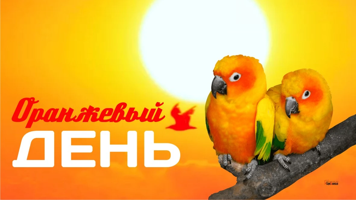 Оранжевый день (118 изображений)