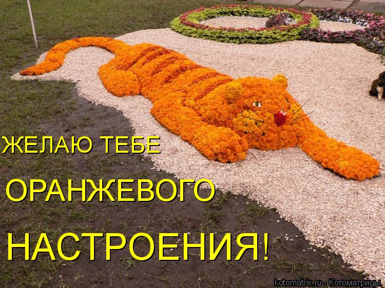 Оранжевый день (118 изображений)