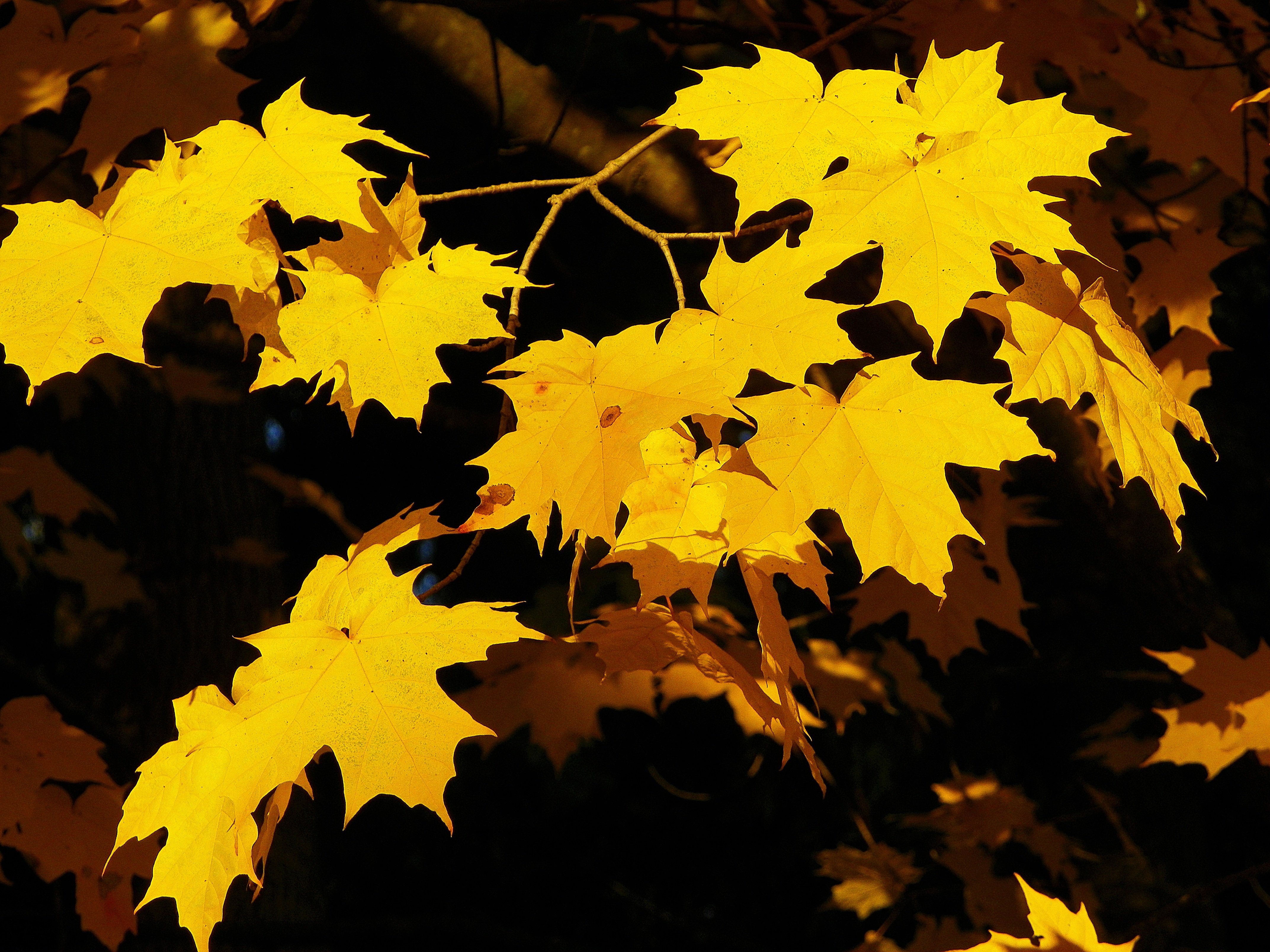 Листья желтые по краям. Клен Желтолист. Жёлтый осенний клен. Клён жёлтый. Клёны осенью желтеют.
