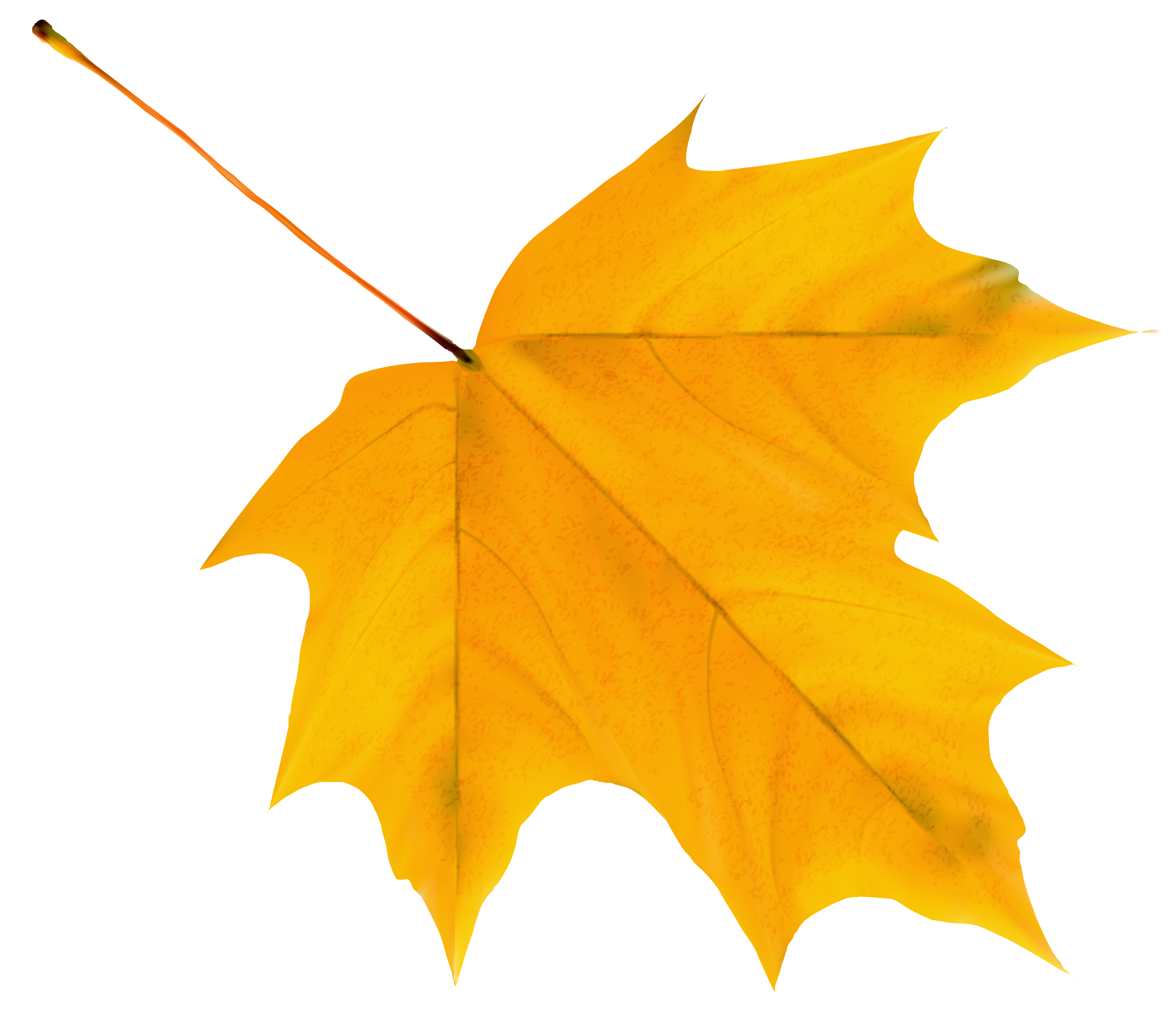 Легкий желтый лист. Осенний кленовый лист. Осенний кленовый листок. Кленовый лист желтый. Осенний Калиновый лист.