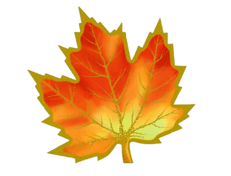 Разноцветный лист клена. Осенние листья. Кленовый лист цветной. Осенние листочки. Листья для украшения класса к 1 сентября.
