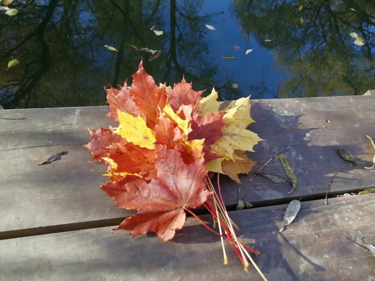 салют из осенних листьев картинки
