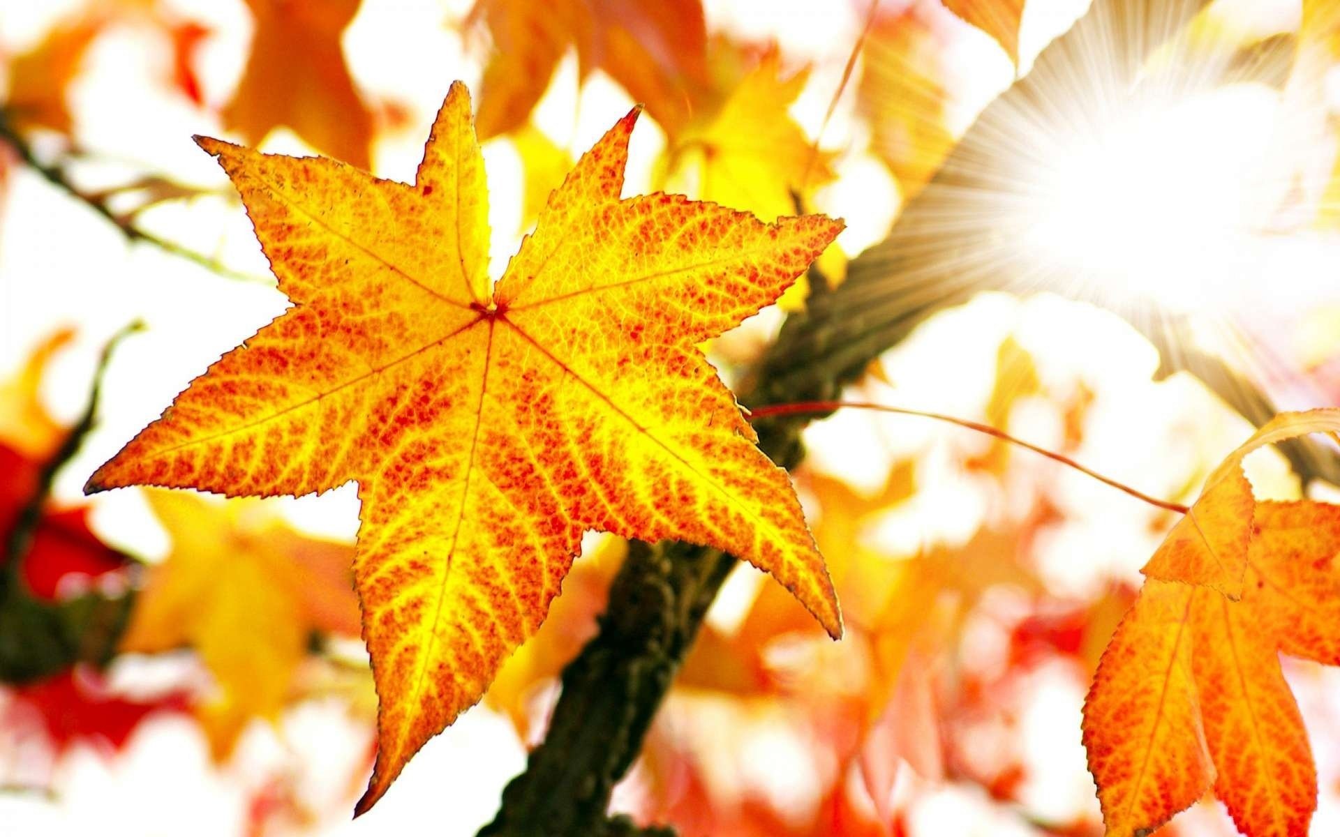 осень кленовые листья картинки