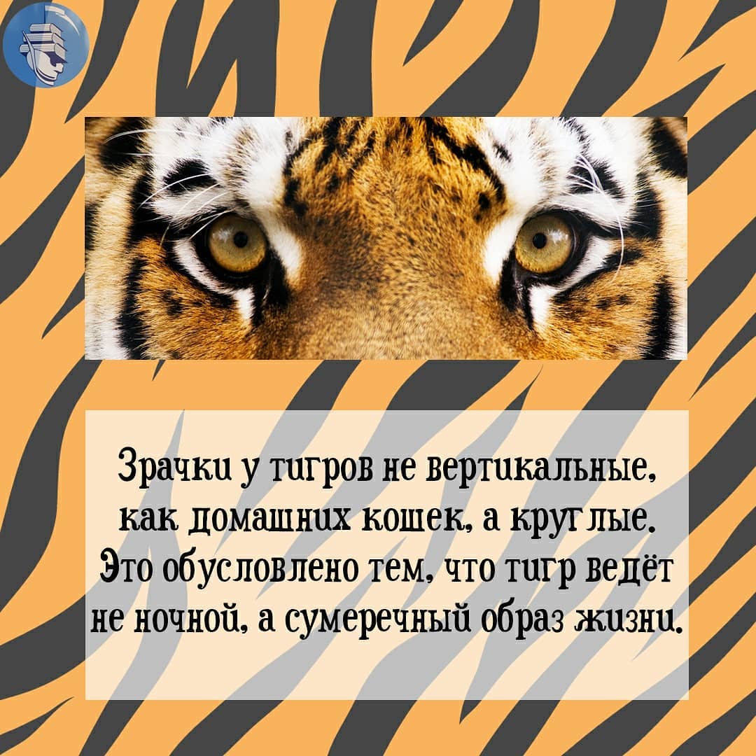 День тигра на Дальнем Востоке (44 изображения)