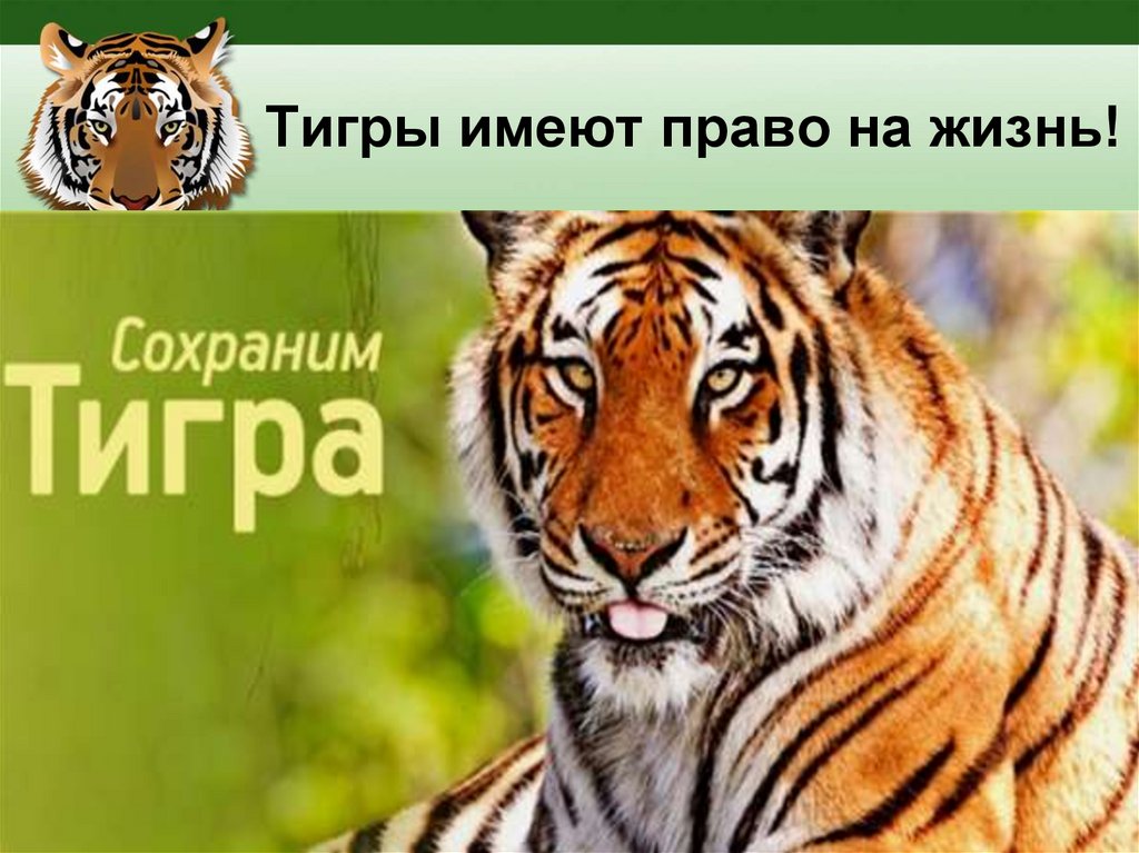 День тигра на Дальнем Востоке (44 изображения)