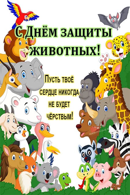 День защиты животных (69 изображений)