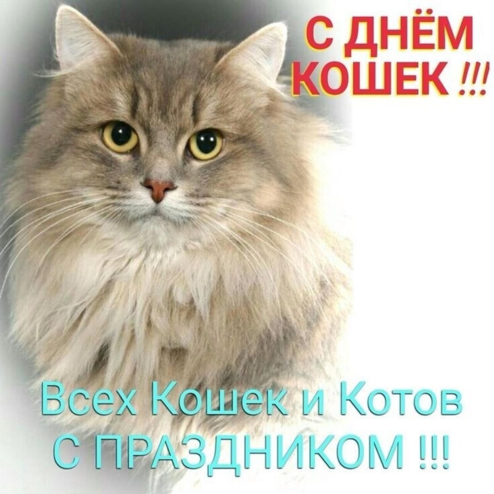 День Кошек (46 изображений)