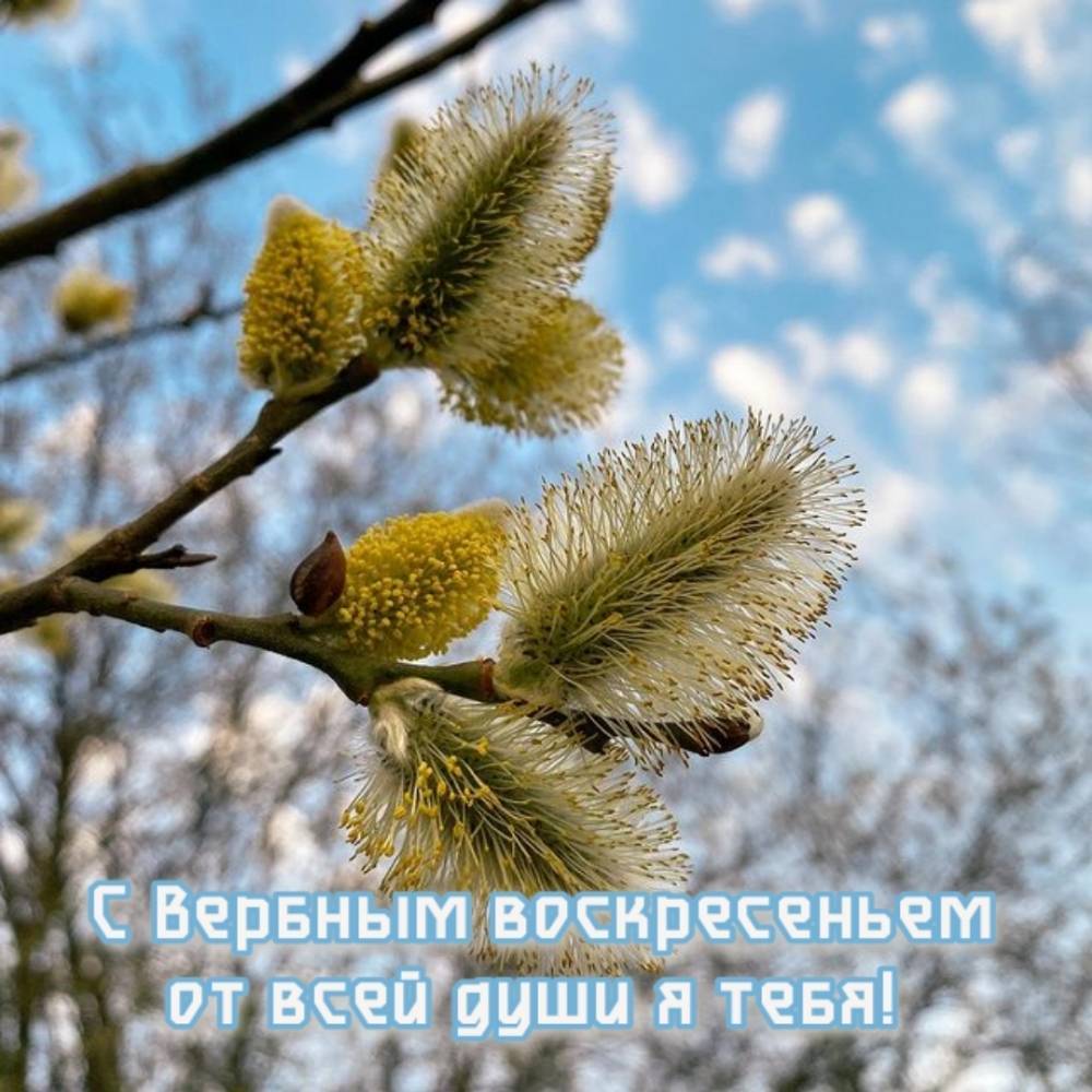 Вербное воскресенье (70 изображений)